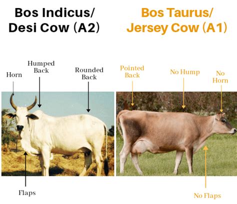 Our Glorious Bos Indicus – CowConnect Naturals || A2 Milk || CowConnect ...