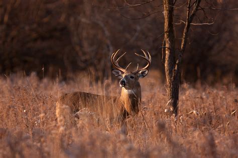 Deer season to open with three-day hunt | ClarksvilleNow.com