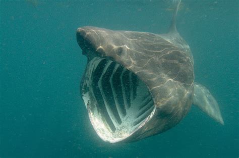 Enormous basking shark spotted off the coast of Cornwall | Daily Star