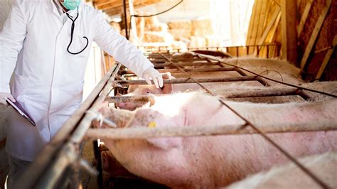 Ractopamine and Yersinia in U.S. Pork