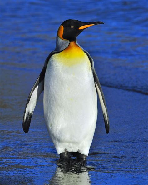 Out Of Water by Tony Beck / 500px | Penguin pictures, Penguins, King ...