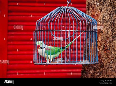 a parrot in a cage 60% off