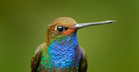 Hummingbird - A-Z Animals