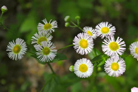 Incredible White Flowers That Look Like Weeds References