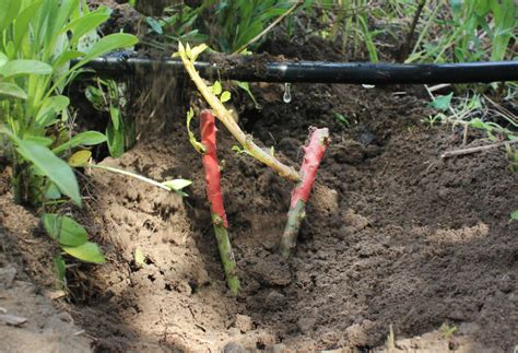 Cómo plantar esquejes de rosas » Huerto en casa