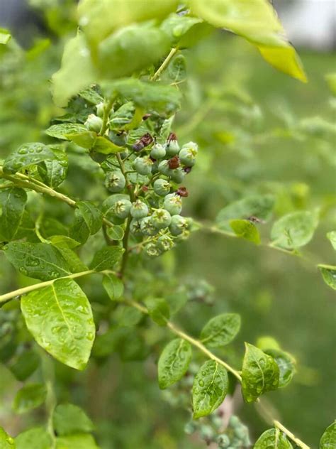 How to Grow Blueberries in Pots - Feast and Farm