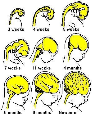 Pin on Infant Brain Development