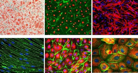 Primary Cell Culture Basics