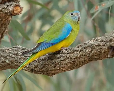 Turquoise parrot - Facts, Diet, Habitat & Pictures on Animalia.bio