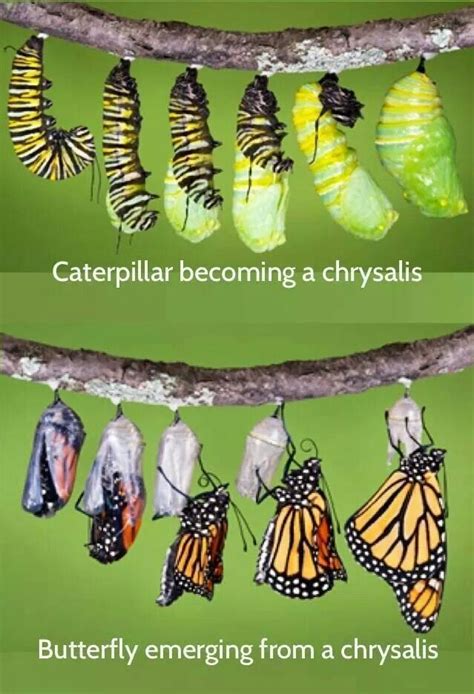 Butterfly Garden Chrysalis Shaking at Stephen Waller blog