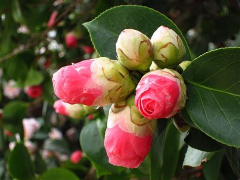 Camellia Japonica "Middlemist's Red" | Flowers, Plants, Japonica