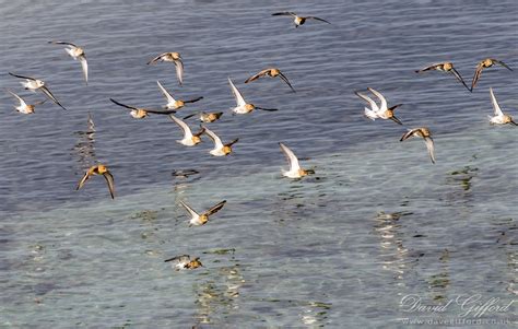 Dunlin Flock | David Gifford Photography