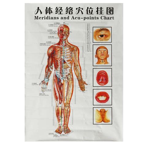 Chinesische Medizin Körper Akupunkturpunkte Meridiane und acupoints Seekarte Karte Chart | eBay