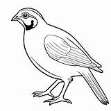 Gambel quail coloring Page Lulu Pages sketch template