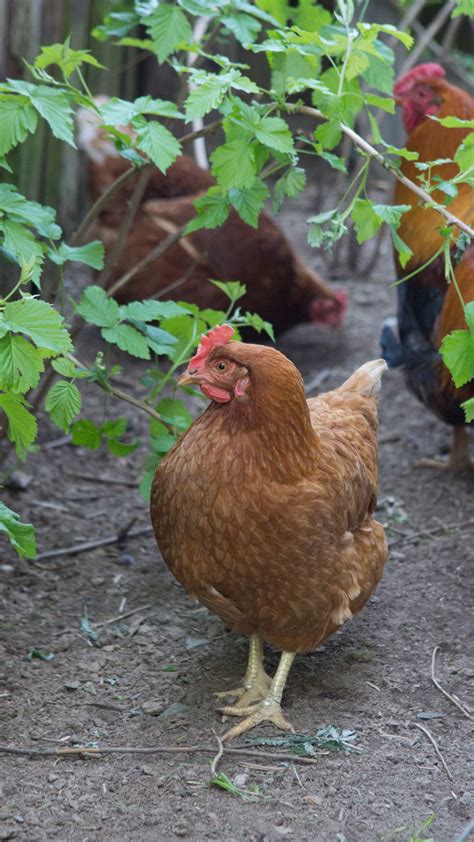 รูปภาพ : นก, ย่าง, ปาก, เนื้อ, ไก่, สัตว์ป่า, สัตว์ปีก, galliformes ...