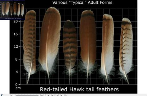 Red Tail Hawk Pic - The Feather Atlas | nawpic