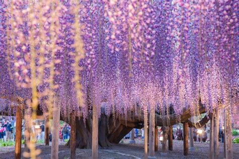 Wisteria Trees Transform Japan Into a Blooming Wonderland