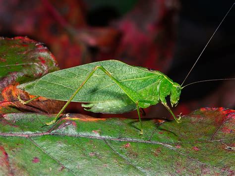 False Katydids | Songs of Insects