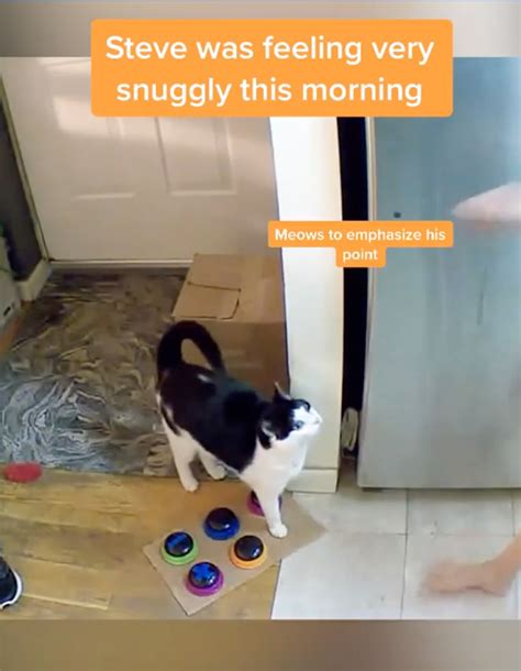 Cat Uses Talking Buttons to Demand Food, Snuggles, 'Kittynip,' More