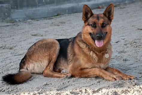 Royalty-Free photo: Black and brown German shepherd dog lying on sand | PickPik