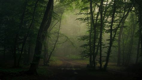 Download Path Forest Road Nature Fog 4k Ultra HD Wallpaper