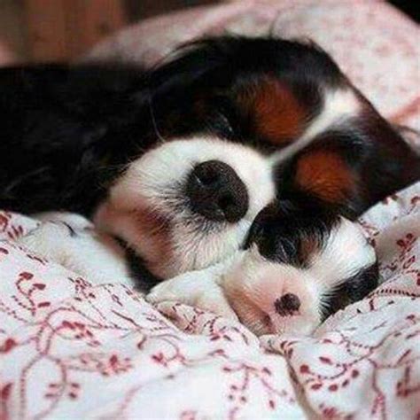 Mom and Baby Dogs Snuggling : Cute Dogs Sleeping