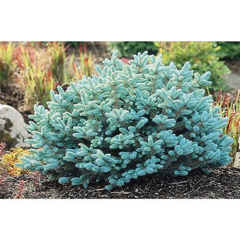 Monrovia Dwarf Globe Blue Spruce Foundation/Hedge Shrub in Pot (With ...