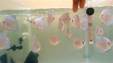 Step by Step guide to breeding discus fish - King of Aquarium - Fishkeeping.info