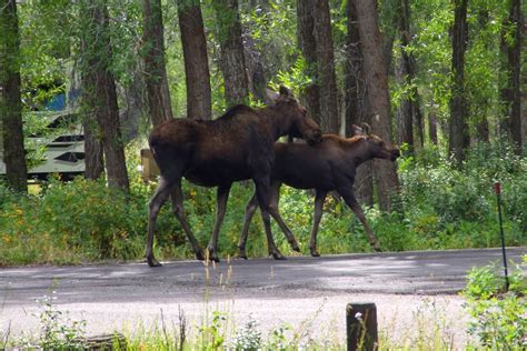 Skunk Tracks: Wildlife at Grand Teton National Park