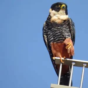 Bat Falcon - Facts, Diet, Habitat & Pictures on Animalia.bio