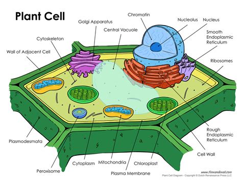 Eukaryotic Plant Cell Labeled Diagram