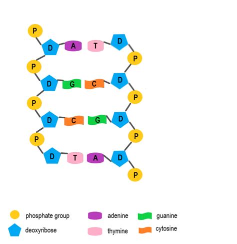 5.4 DNA Replication – Human Biology