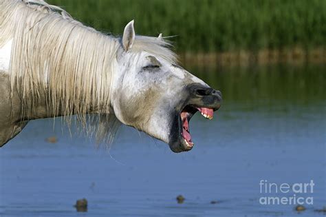 Camargue Horse With Mouth Open Photograph by M Watson - Fine Art America