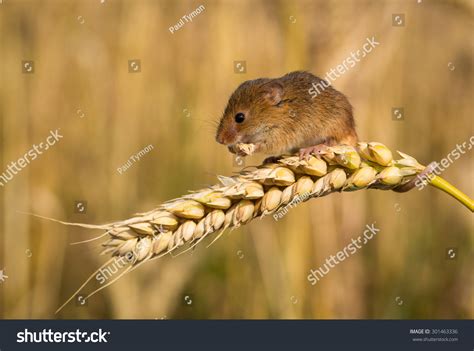 5,487 Harvest Mice Images, Stock Photos & Vectors | Shutterstock