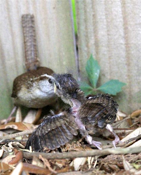 Carolina wrens- In and Off the Grill | Outdoor Gulf Coast of Northwest Florida