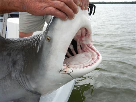 Sunday, 12/15/13, Captiva Fishing Report: Big Bull Shark caught inshore ...