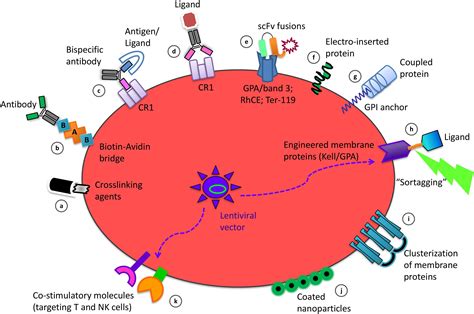 Frontiers | Red Blood Cell Membrane Processing for Biomedical Applications