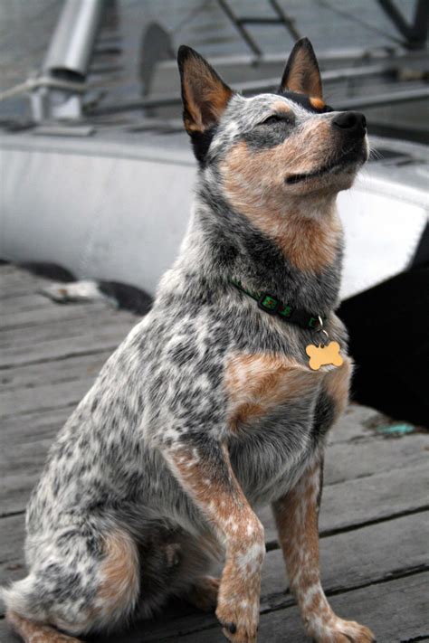 Australian Cattle Dog Breed » Information, Pictures, & More