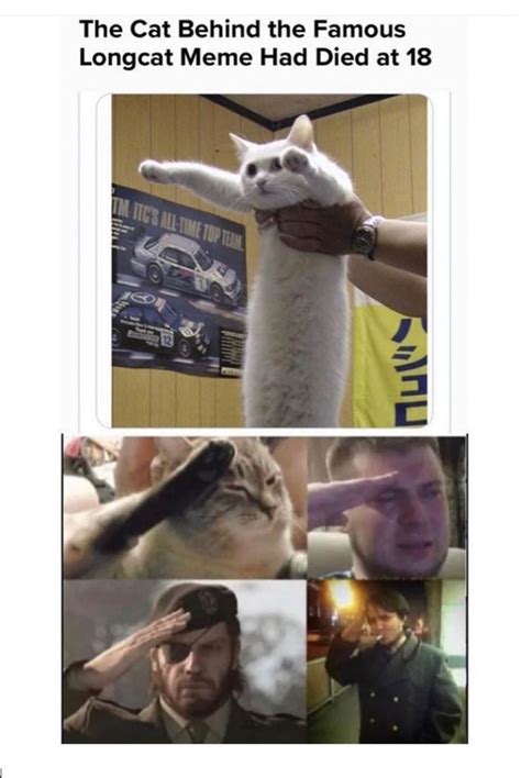 Longcat Meme Discover more interesting Cat, Comedy, Happy, Longcat memes. https://www.idlememe ...