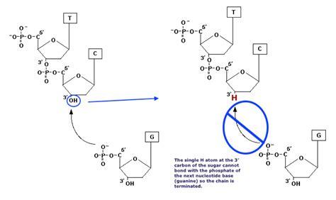 DNA Sequencing | Contexo.Info