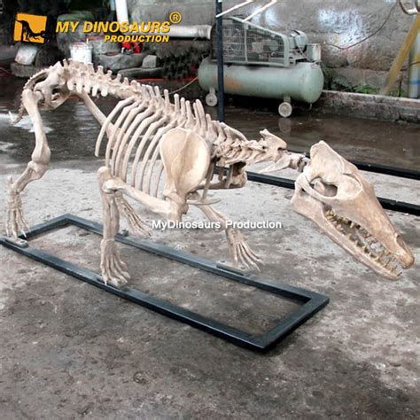 AS-055 How To Buy Pakicetus Skeleton from China | My Dinosaurs