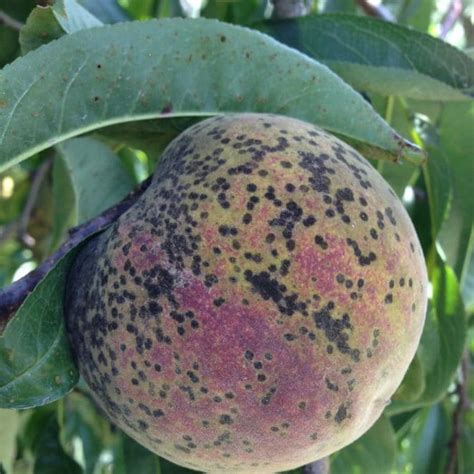 Peach with black spots