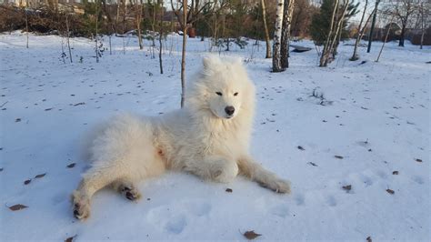 Samoyed Grooming: The Essential Guide with Pictures of Hairstyles