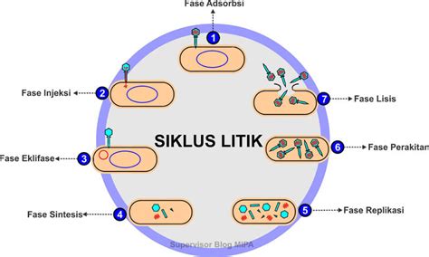 Cara hidup dan reproduksi virus 2021