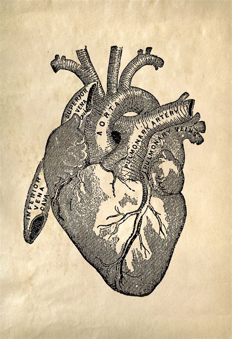 Vintage Anatomy Heart Print. Cardiovascular Vintage Beating | Etsy