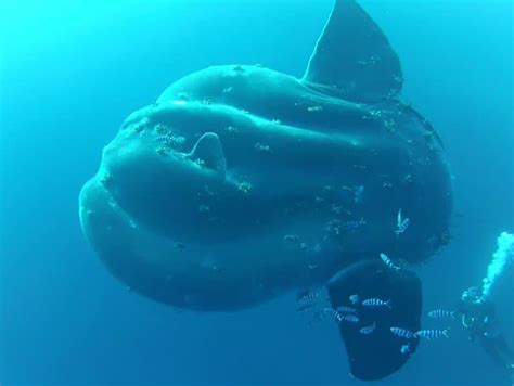 10 Giant Sunfish Facts - Fact Animal