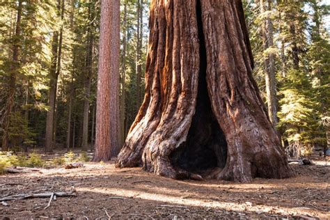 mariposa grove – National Park Photographer