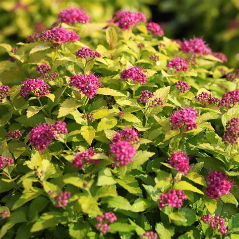 Spiraea japonica 'Double Play Gold' plants | Thompson & Morgan