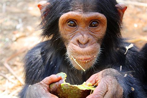 Bonobos and Chimpanzees, Which Ape is Which? - PASA