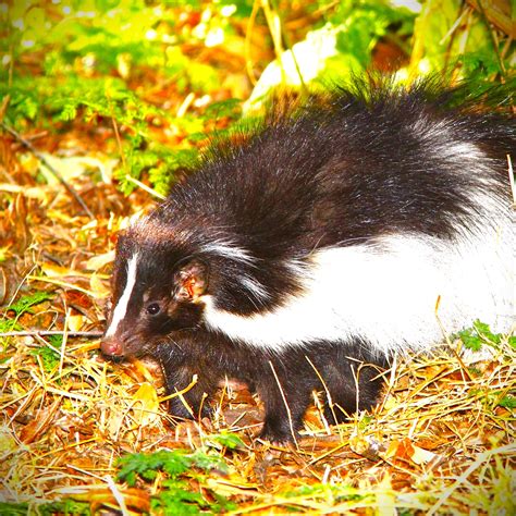 Revealing Hooded Skunk Secrets: A Glimpse into their Mysterious World